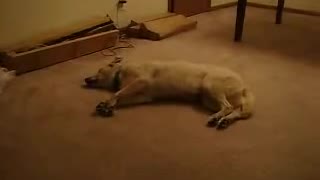 Stunning Action Sleep Walking Dog