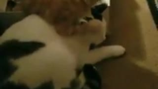 Kitten gets lick happy