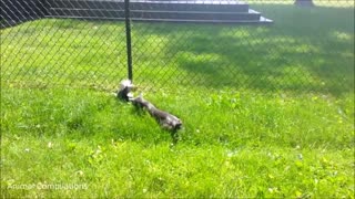 Baby Skunks Trying To Spray - So cute