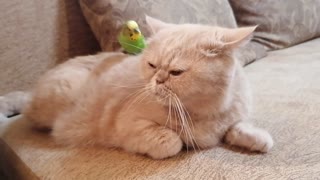 Cat & parrot share unlikely animal friendship