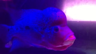 Fish in the aquarium 2021