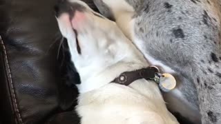 Doggy Best Friend's Playful Bite