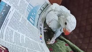 Baby parrot loves how good the newspaper tastes
