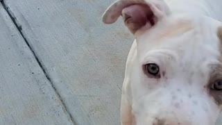 Goku the pitbull loves the pool and fruit