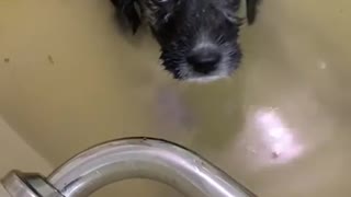 This puppy really isn't crazy about bath time