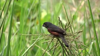 Bird make Sound Eating Herbs