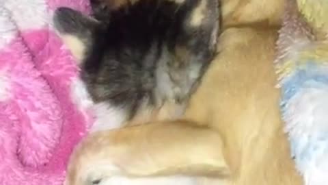 adorable cat and dog cuddling