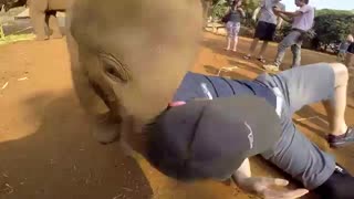 Baby elephant attack l