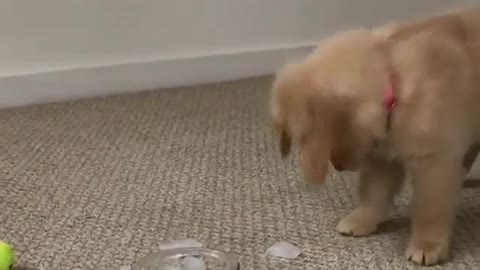 Puppy playing with the ice cubes trying to figure out what it is!!!!