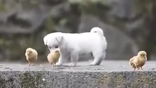 Dog funny video best moments