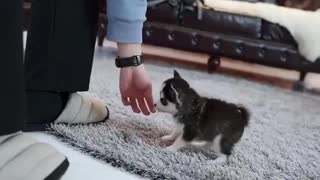 Cute micro Husky Puppy