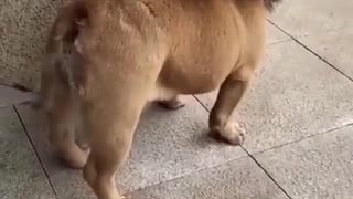 Funny Dog Video Lion Costume