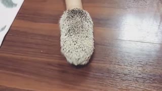 Hedgehog puts A Cardboard Tube In His Head