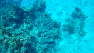 Diving in the red sea 2007