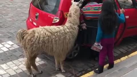 Pet Llama Climbs Into A Tiny Taxi