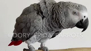 African Grey parrot shows off her tricks learned in quarantine