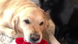 Cat's Cleaning Routine Annoys Dog