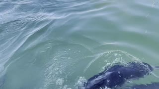 Dolphin Shows of Her Calf to Dolphin Feeding Cafe
