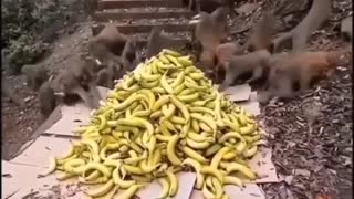 Monkey Feast