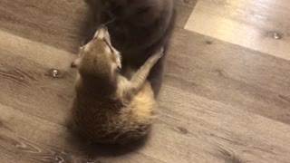 Playful Meerkat and Cat Wrestling Match