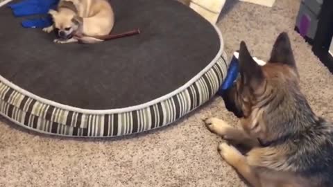 Dog fight instagram video