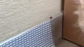 Cute little kitten meets for the first time a ladybug