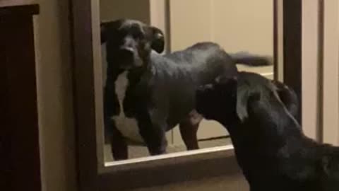 Dog scared of his reflection