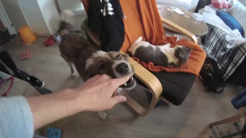 Guy Makes Addictive Song about his 2 dogs and cat