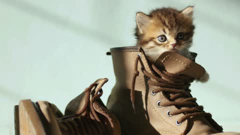 Cute little cat hiding in shoes:)