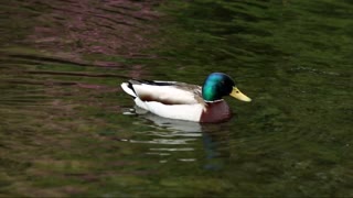 Beautiful and amazing Ducks