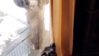 Dog and Moose Make Friends Through Glass Door