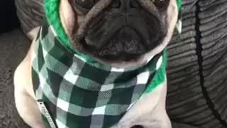 Adorable pug shows of his outfits