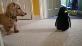Dachshund has mind blown by toy penguin