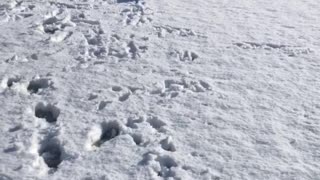 Puppy’s First Snow