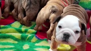 Cute Baby Dogs Hungry
