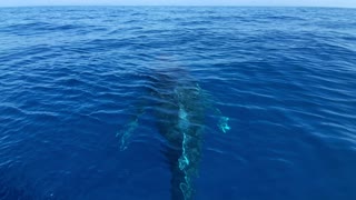 Humpback Whales Mugging Near Boat