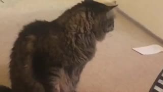 Tacky Toy Makes Cat Mad