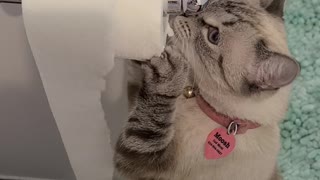 Curious Cat Tangles With Toilet Paper