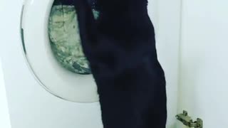 Curious kitty absolutely fascinated by washing machine