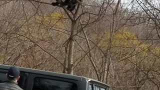 Bear Scratches Butt on Tree Top