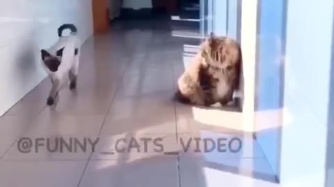 funny cat viral video 8