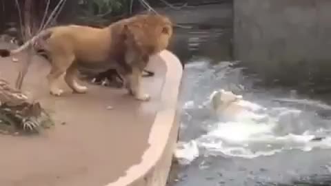 Great lion fallen into water- try to stop laughing