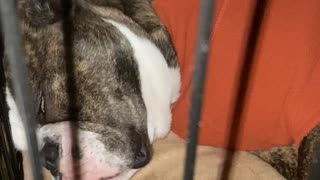 Old English Bulldog Makes Funny Sounds in Her Sleep