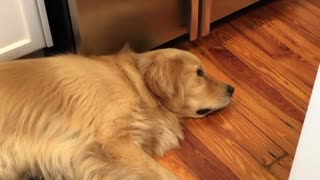 Watch this dog's reaction when he hears his best friend's name