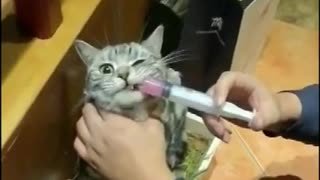 Funny Cat Injection videos - Cat Injection Funny Compilation never seen before