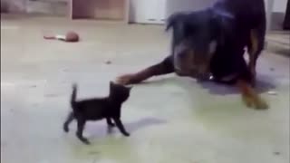 Brave little kitten