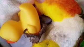 Funny little parrot playing with ducky