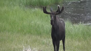 Moose RMNP