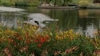 Ducks land together