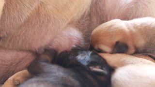 Puppies Feeding From Mother